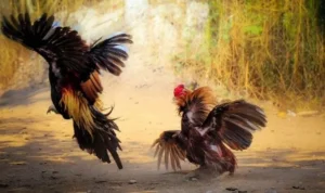 Đá Gà GA28 tại Alo88