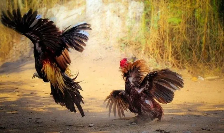 Đá Gà GA28 tại Alo88